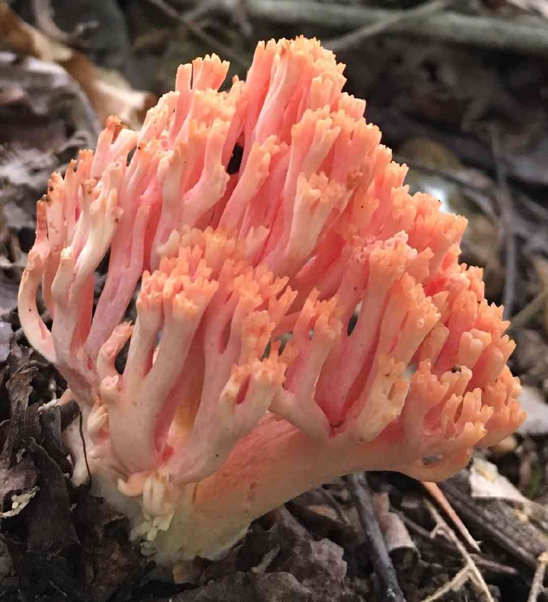 Ramaria subbotrytis (Ramaria subbotrytis) thumbnail 2