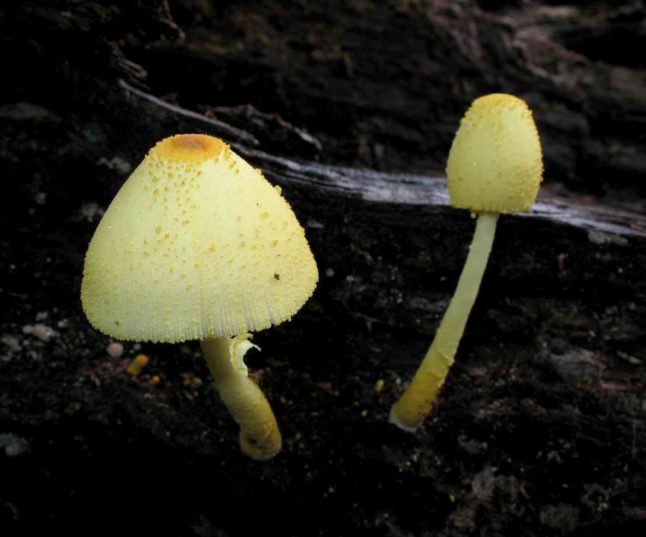 Flowerpot parasol