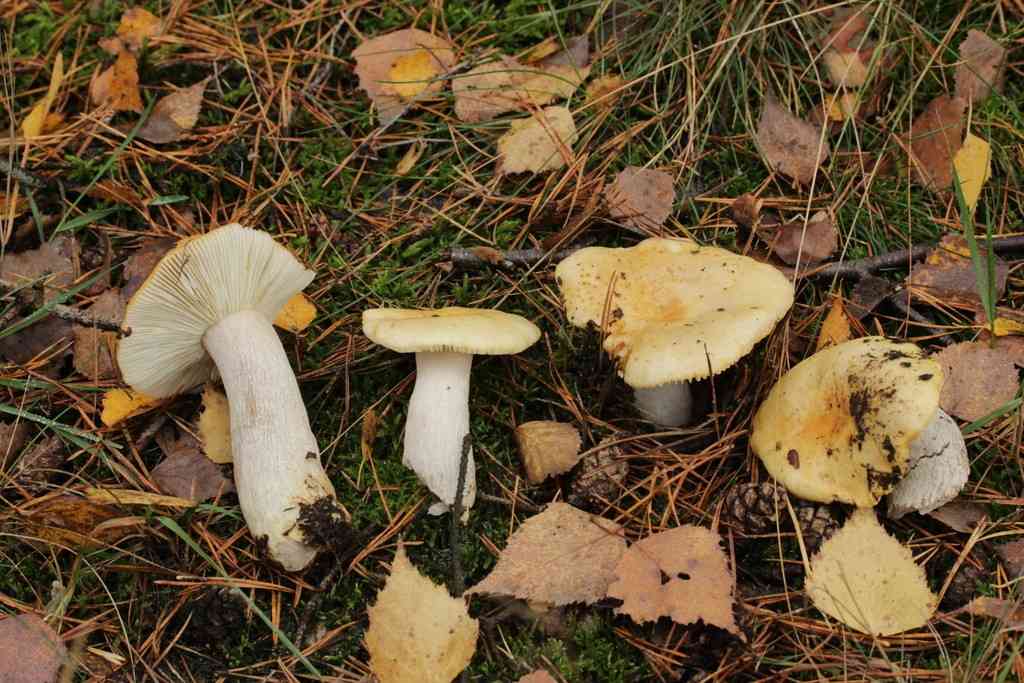 Ochre brittlegill (Russula ochroleuca) thumbnail 2