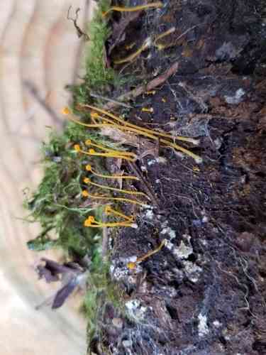 Western yellow mycena (Mycena oregonensis) thumbnail 3