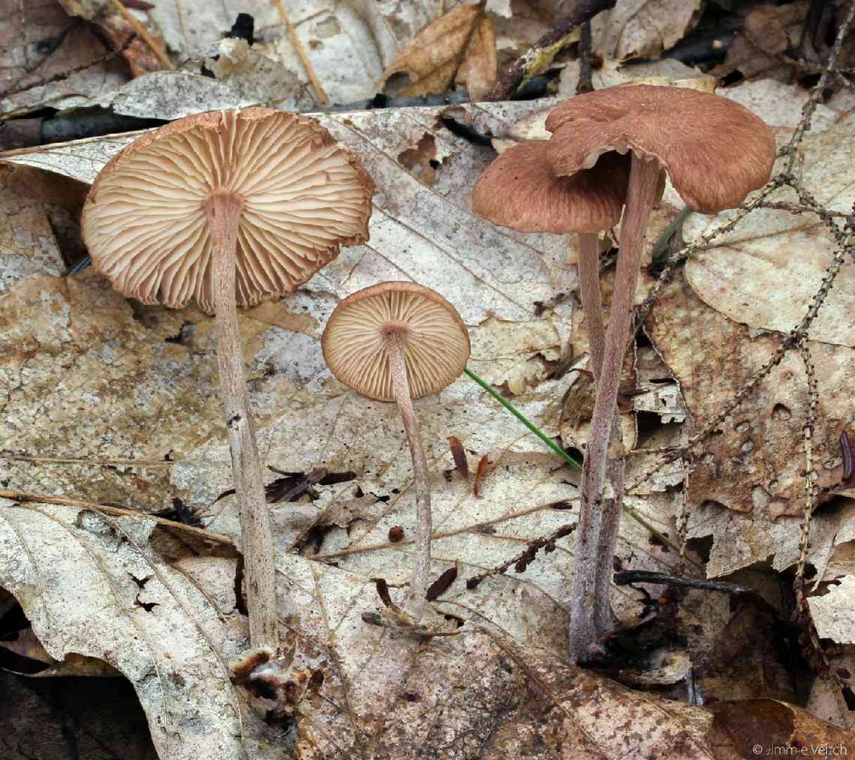 Gymnopus subnudus (Gymnopus subnudus) thumbnail 3