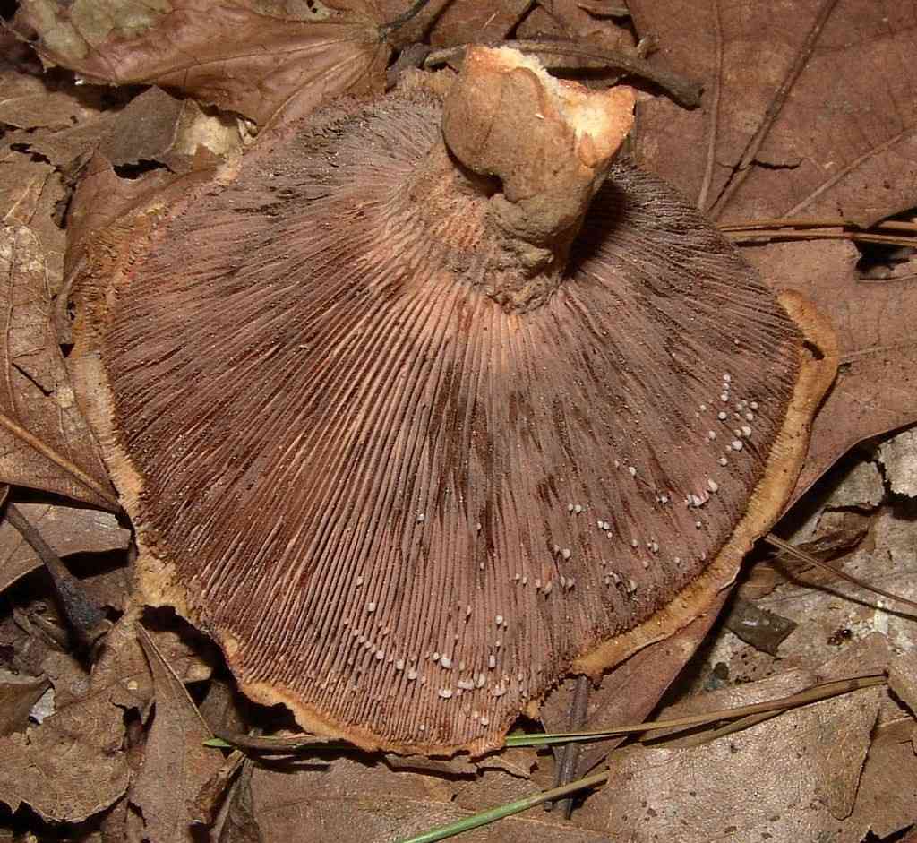 Peck's milky cap (Lactarius peckii) thumbnail 3