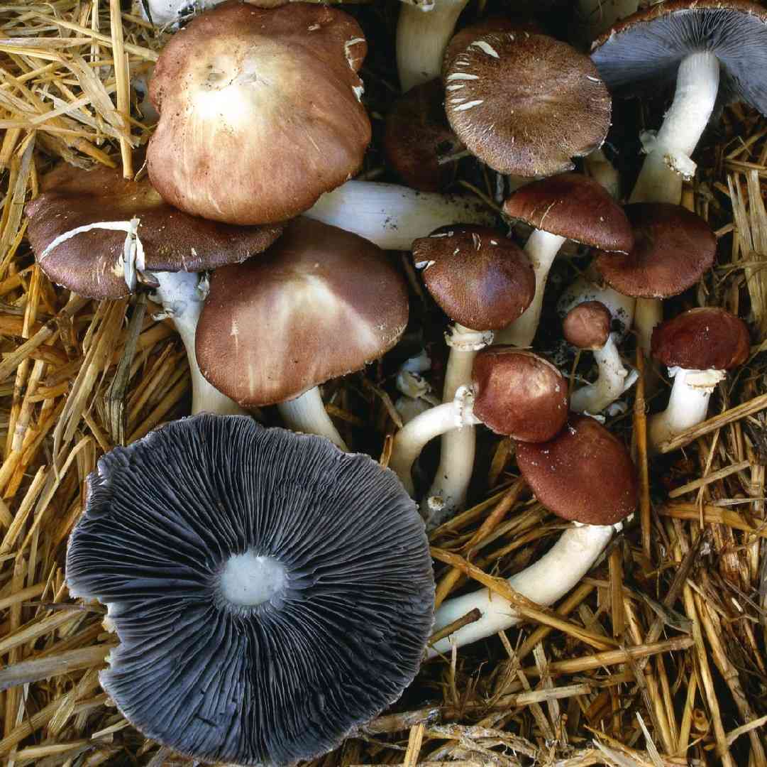 Wine cap stropharia (Stropharia rugosoannulata) thumbnail 1