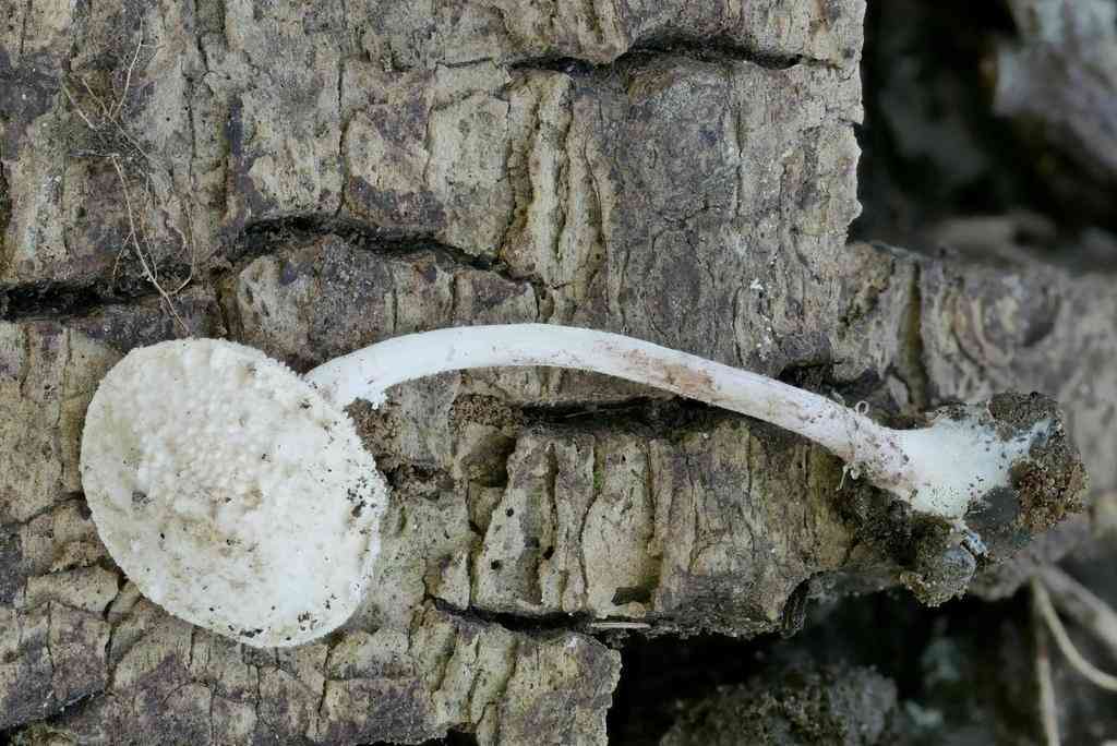 Bearded dapperling (Cystolepiota seminuda) thumbnail 3