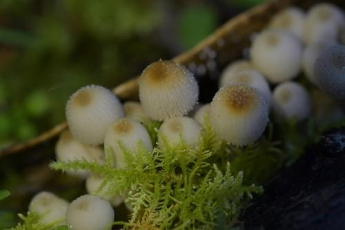 Fairy inkcap thumbnail 2