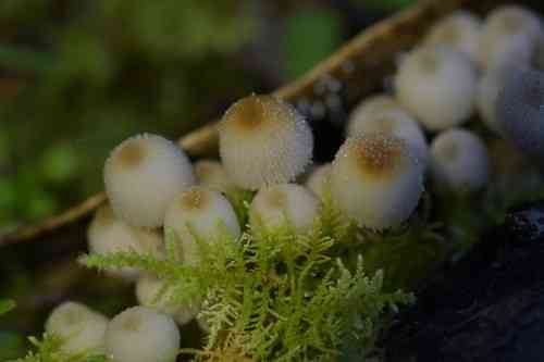 Fairy inkcap (Coprinellus disseminatus) thumbnail 2