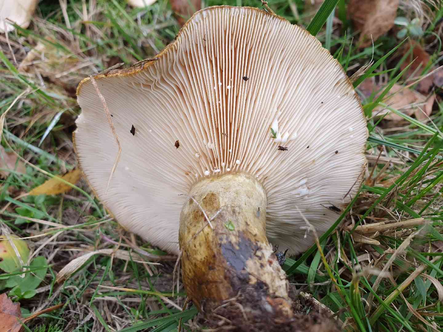 Ugly milk-cap (Lactarius necator) thumbnail 3