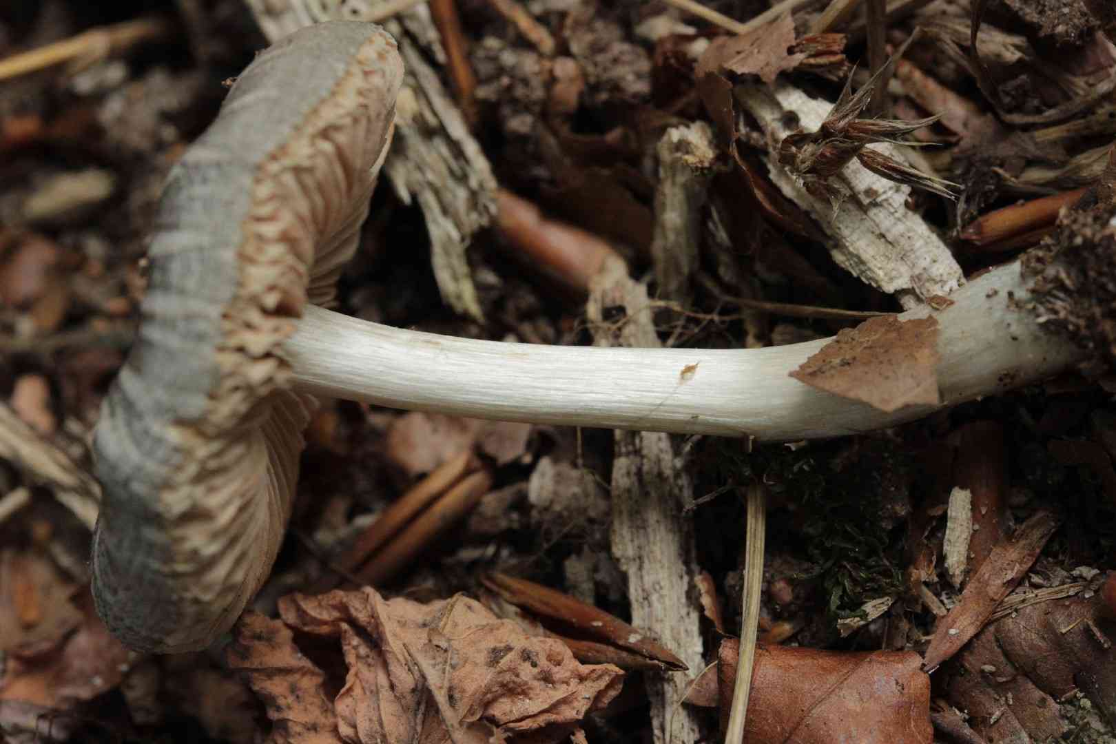 Willow shield (Pluteus salicinus) thumbnail 3