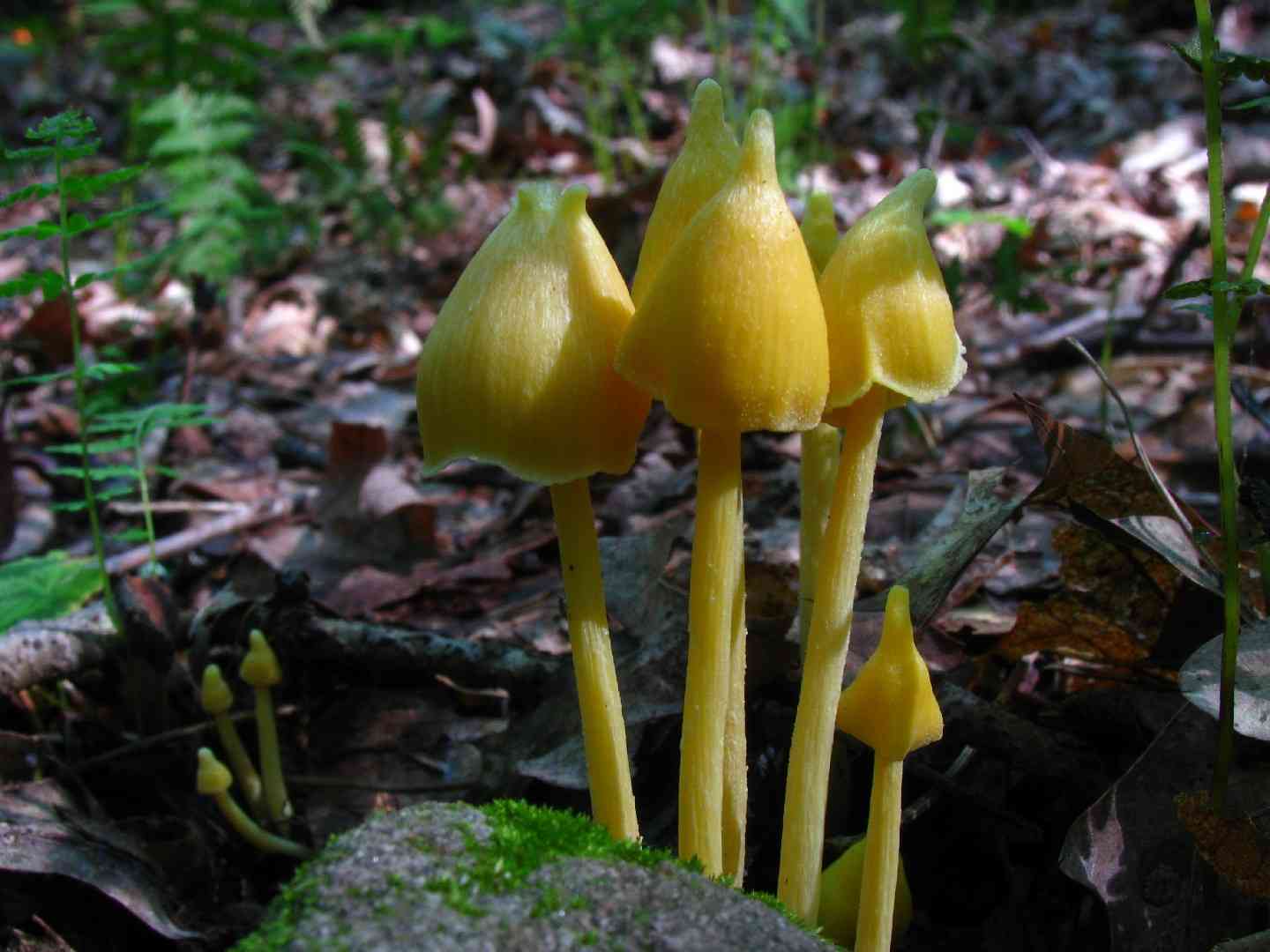 Yellow unicorn entoloma (Entoloma murrayi) thumbnail 1
