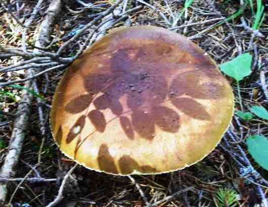 Rusty bolete (Boletus ferrugineus) thumbnail 1