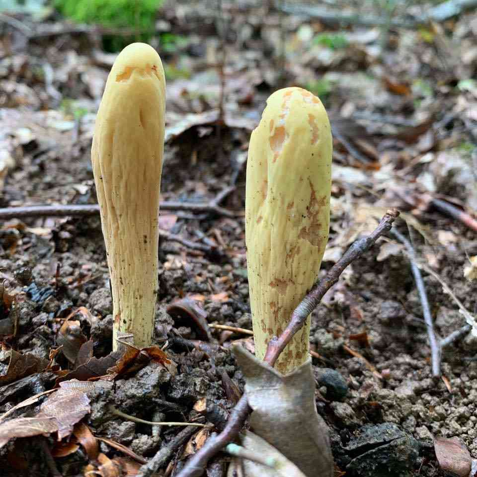 Common club coral fungus