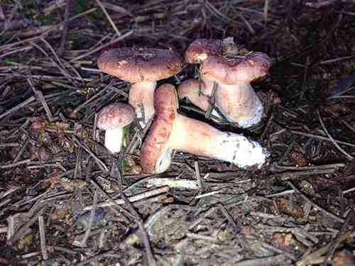Rufous milkcap (Lactarius rufus) thumbnail 2