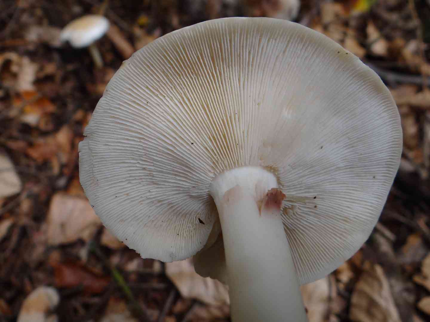 Chemical knight (Tricholoma stiparophyllum) thumbnail 3