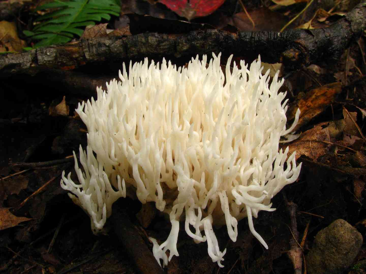 White coral
