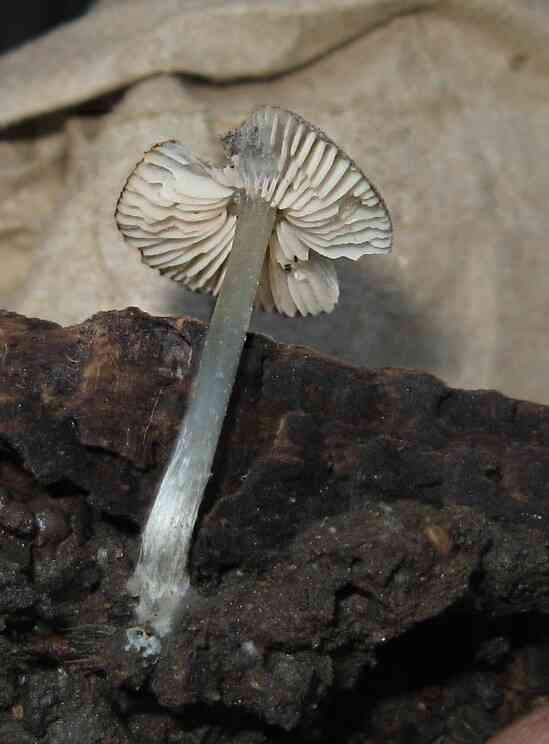 Fleecy shield (Pluteus hispidulus) thumbnail 2