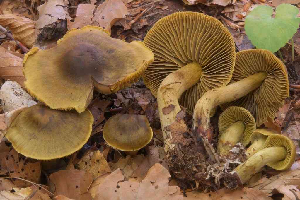 Cortinarius olivaceofuscus (Cortinarius olivaceofuscus) thumbnail 2