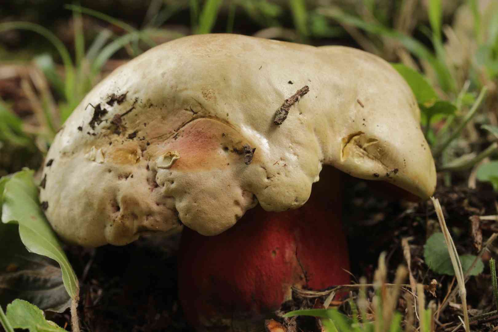Satan's bolete (Rubroboletus satanas) thumbnail 2