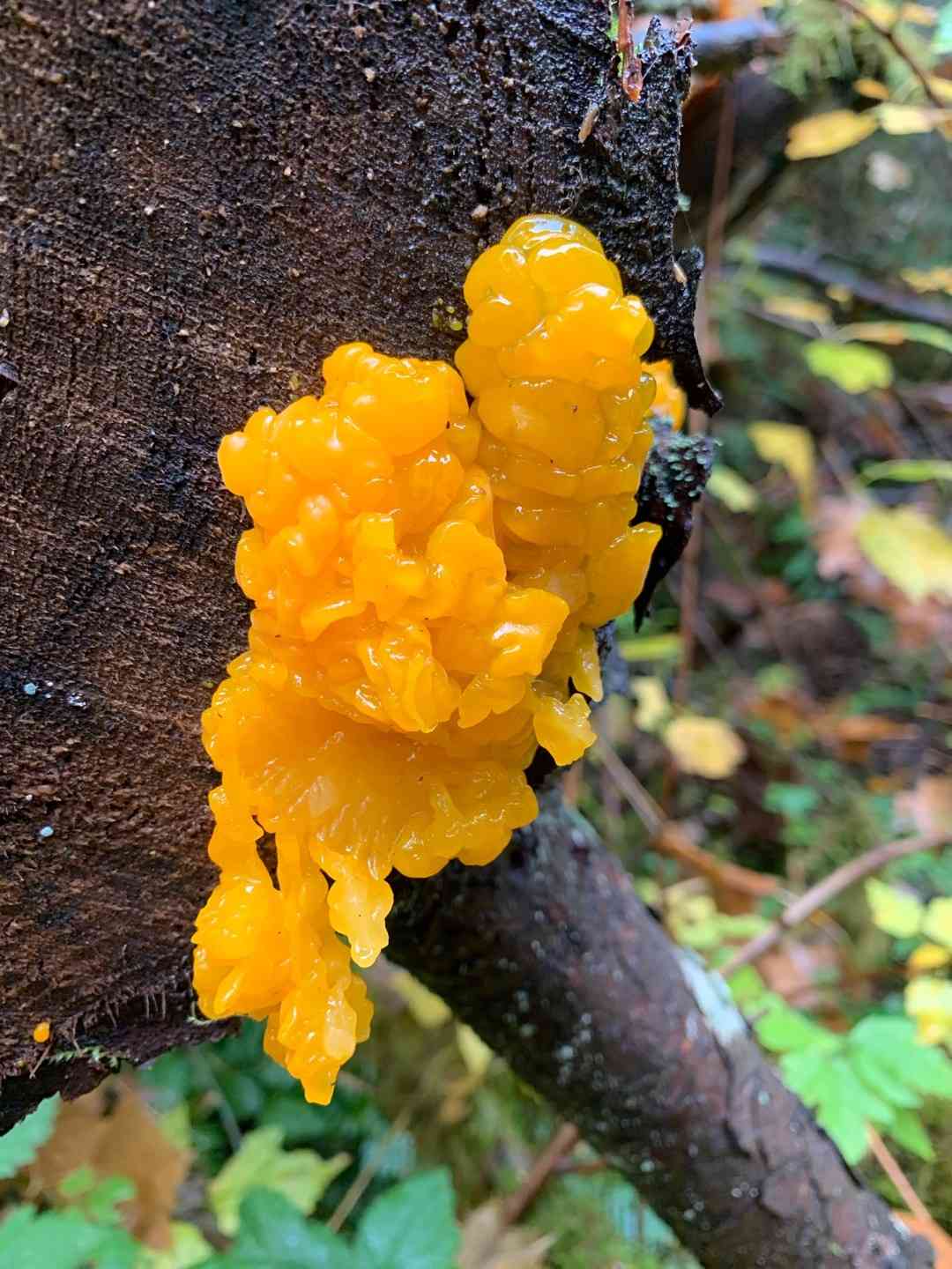 Orange jelly