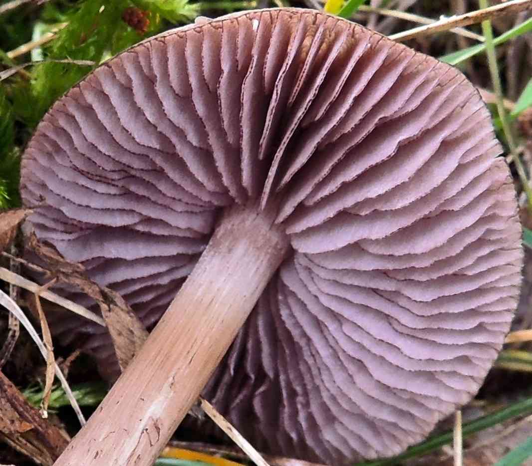 Blackedge bonnet (Mycena pelianthina) thumbnail 3