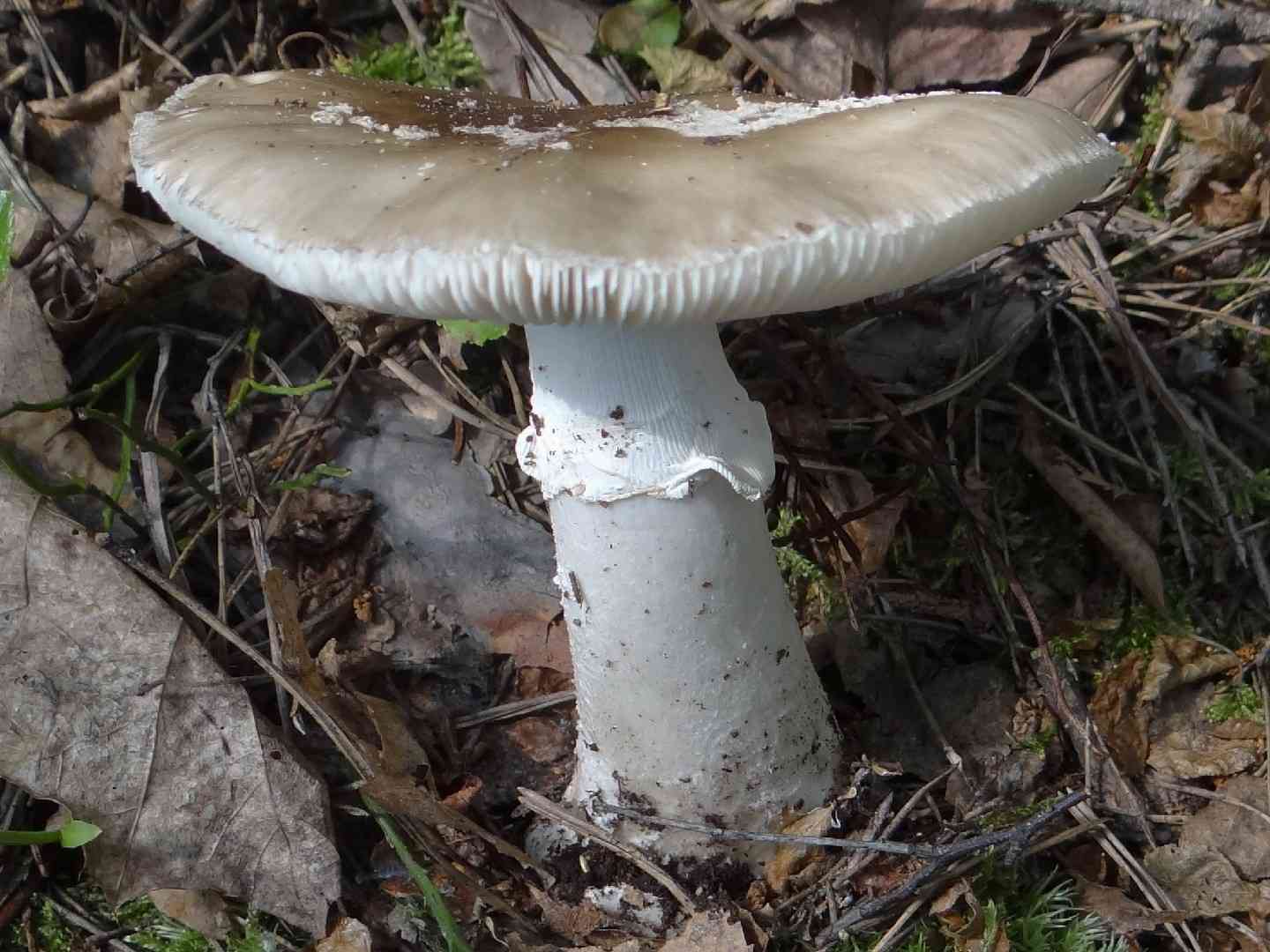 Grey veiled Amanita (Amanita porphyria) thumbnail 2