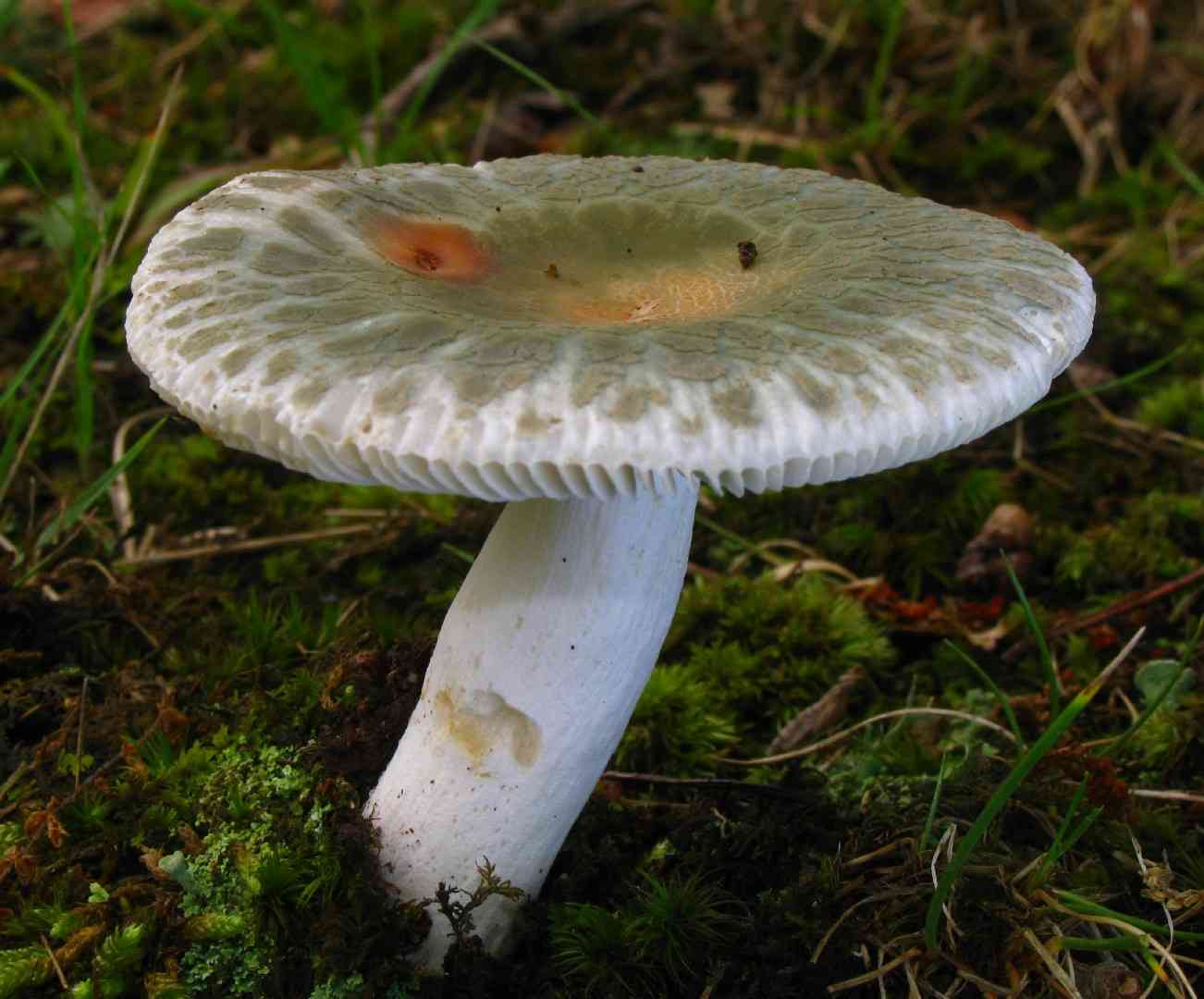 Russula_parvovirescens (Russula parvovirescens) thumbnail 1