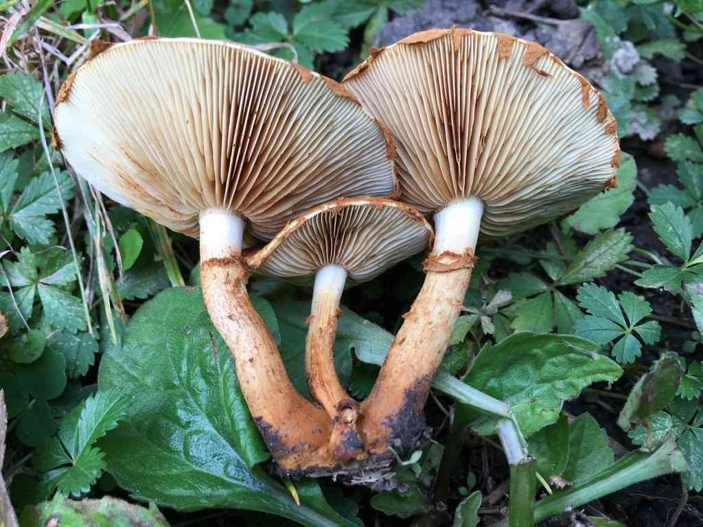 Pholiota lucifera (Pholiota lucifera) thumbnail 3