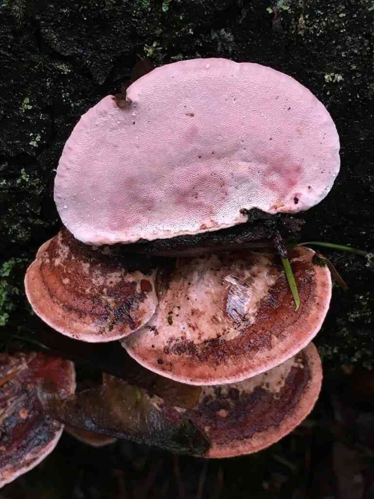 Rosy polypore (Rhodofomes cajanderi) thumbnail 1