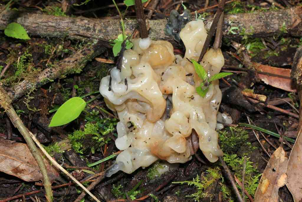 Helvellosebacina concrescens