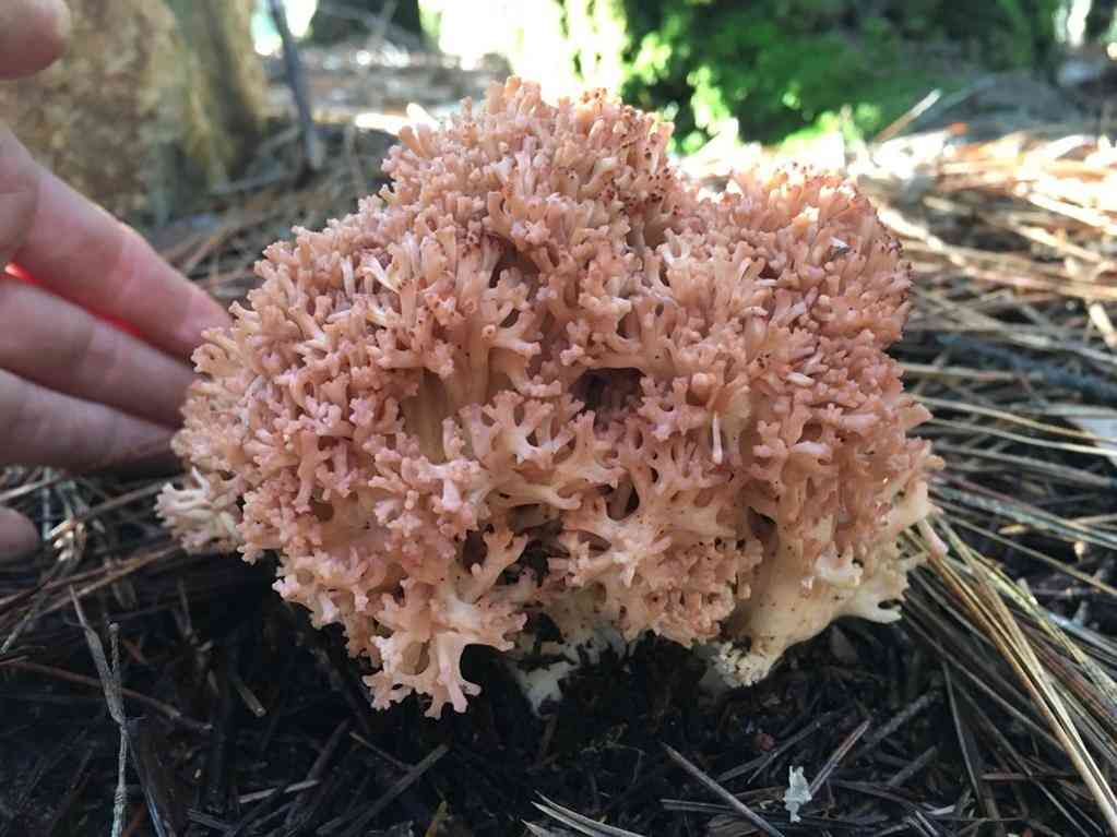 Ramaria botrytoides