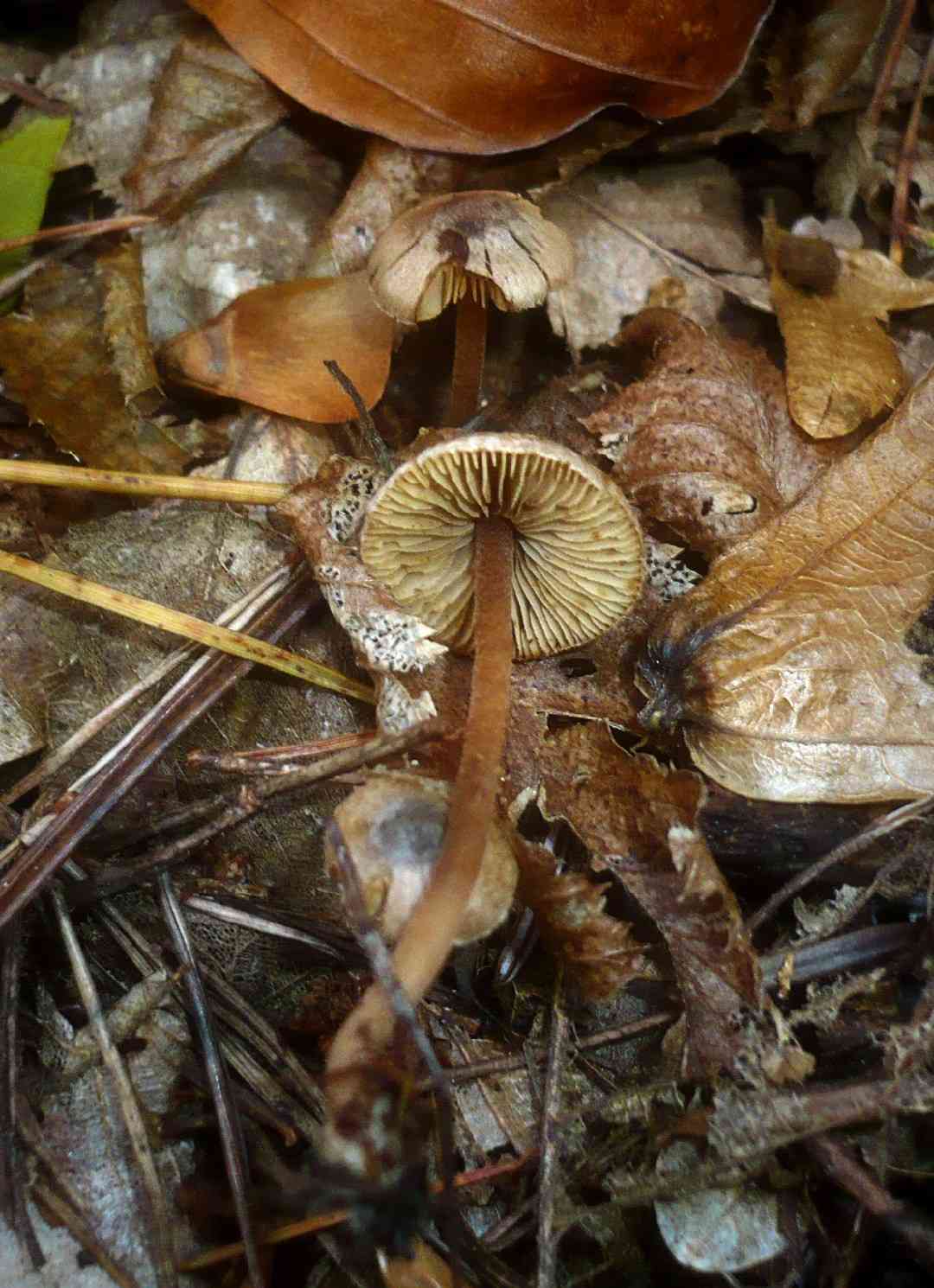 Scurfy fibrecap (Inocybe petiginosa) thumbnail 1