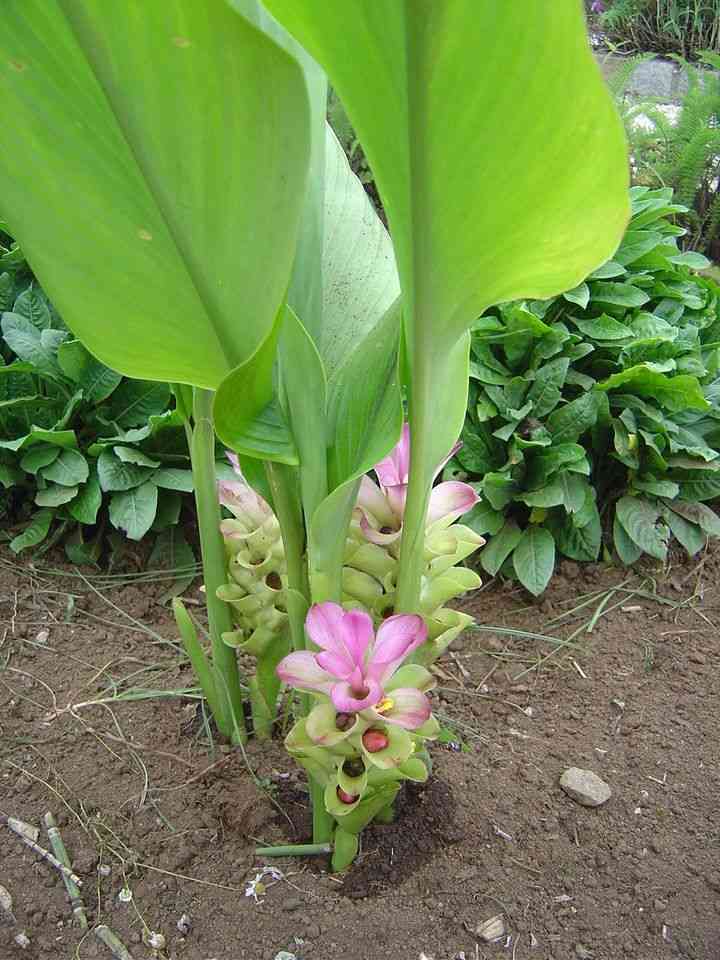 Common turmeric