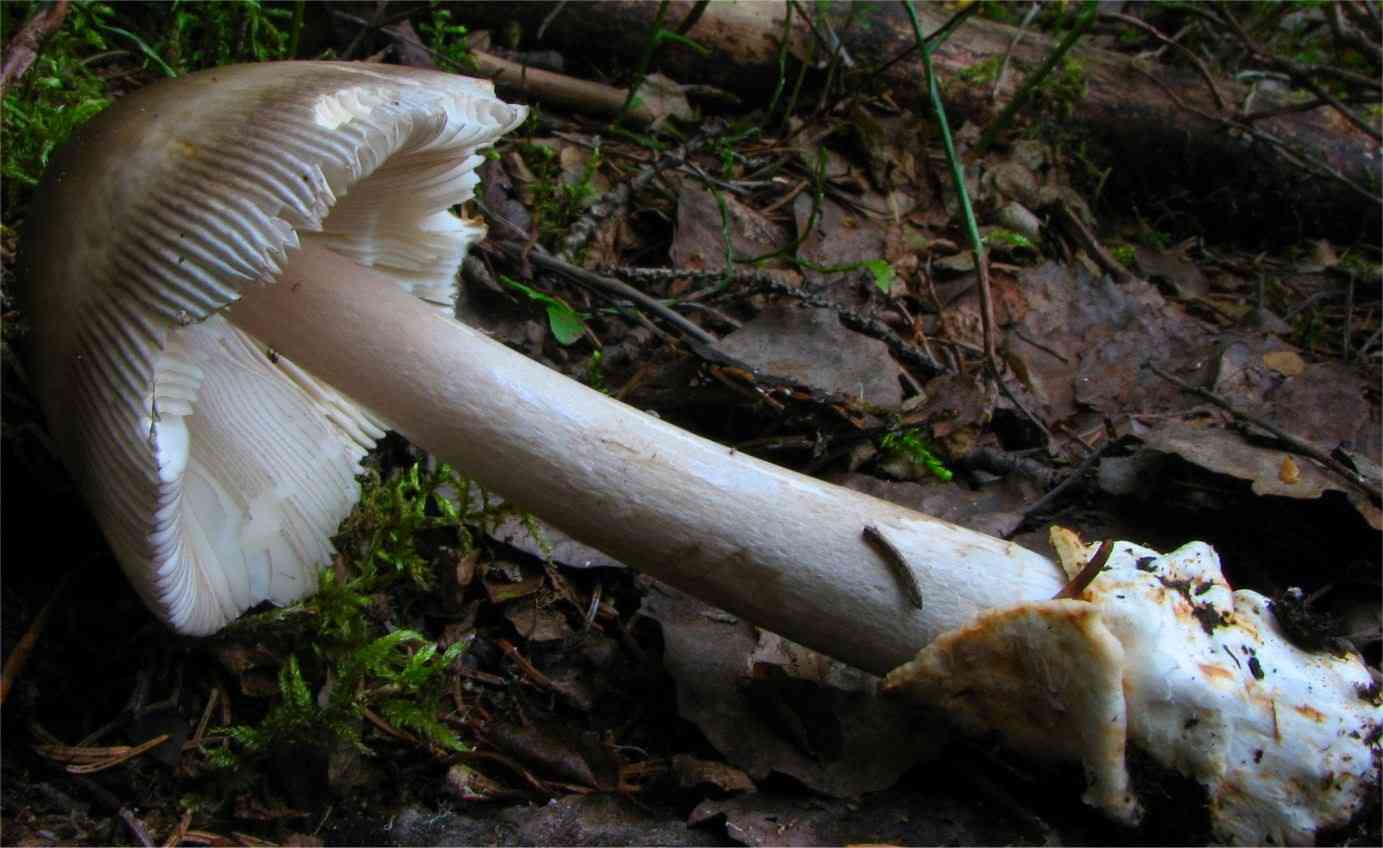 Umber-zoned ringless amanita (Amanita battarrae) thumbnail 3