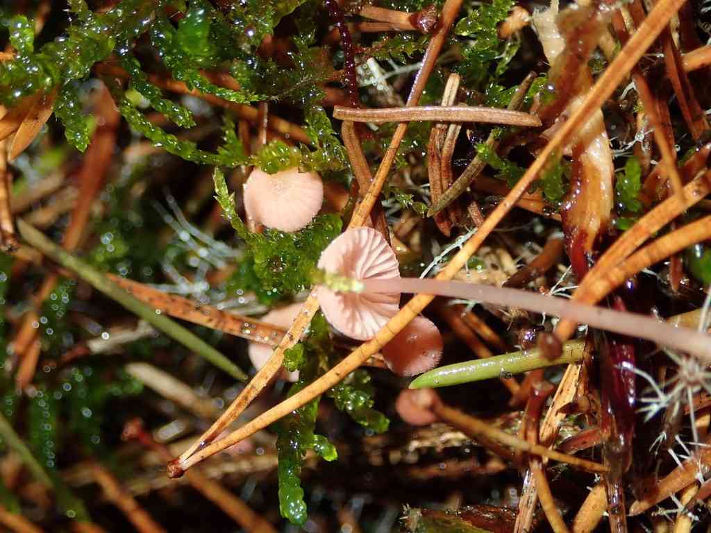 Pink bonnet (Mycena rosella) thumbnail 2