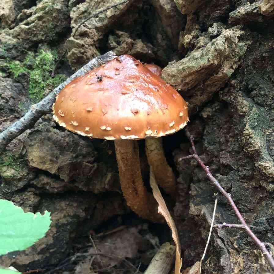 Hemistropharia albocrenulata (Hemistropharia albocrenulata) thumbnail 1