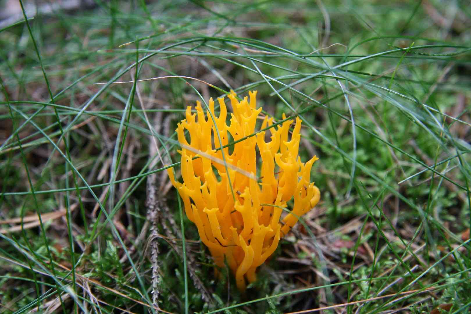 Golden coral fungus (Ramaria aurea) thumbnail 2