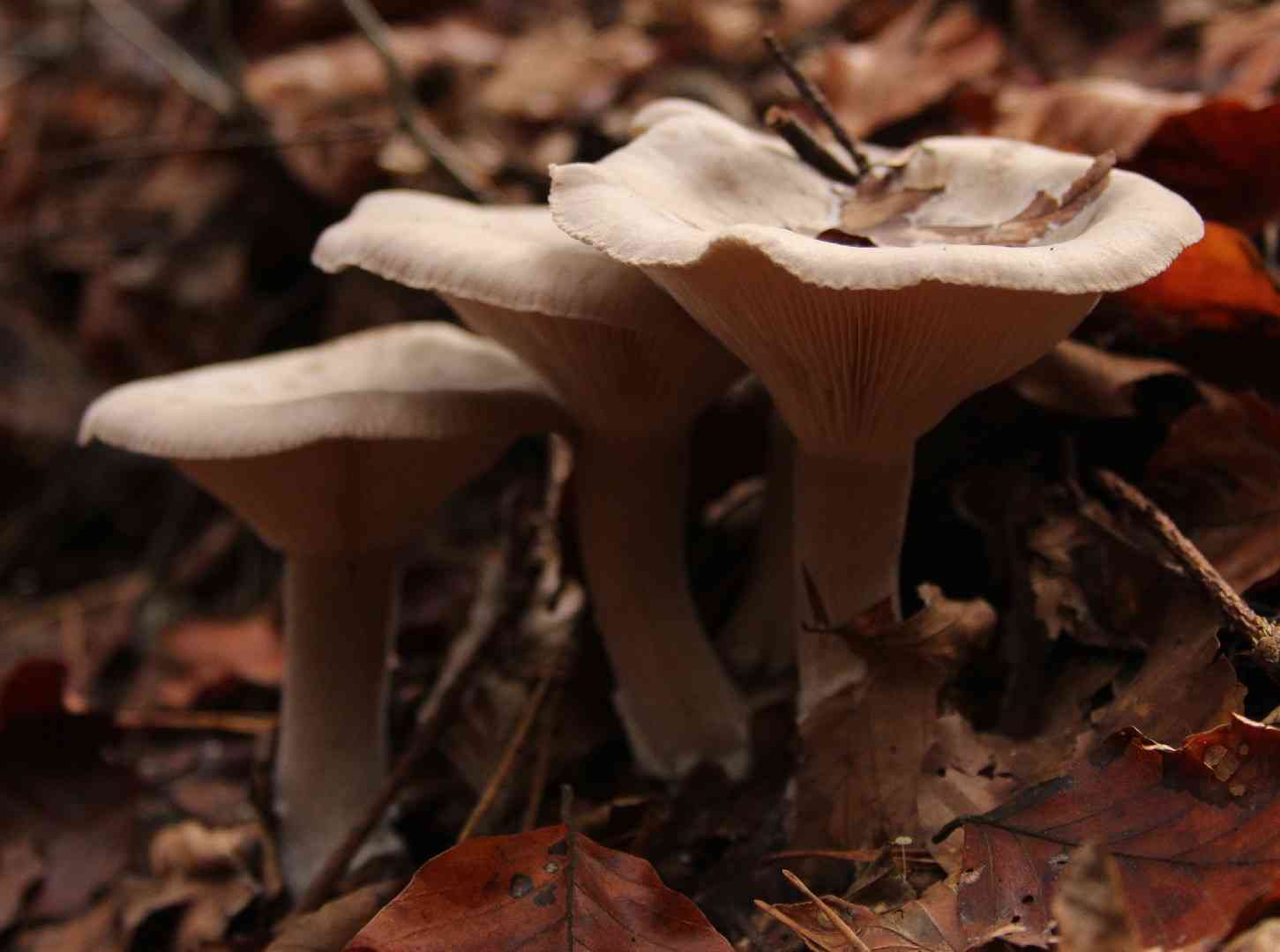 Fleecy milk-cap (Lactarius vellereus) thumbnail 2