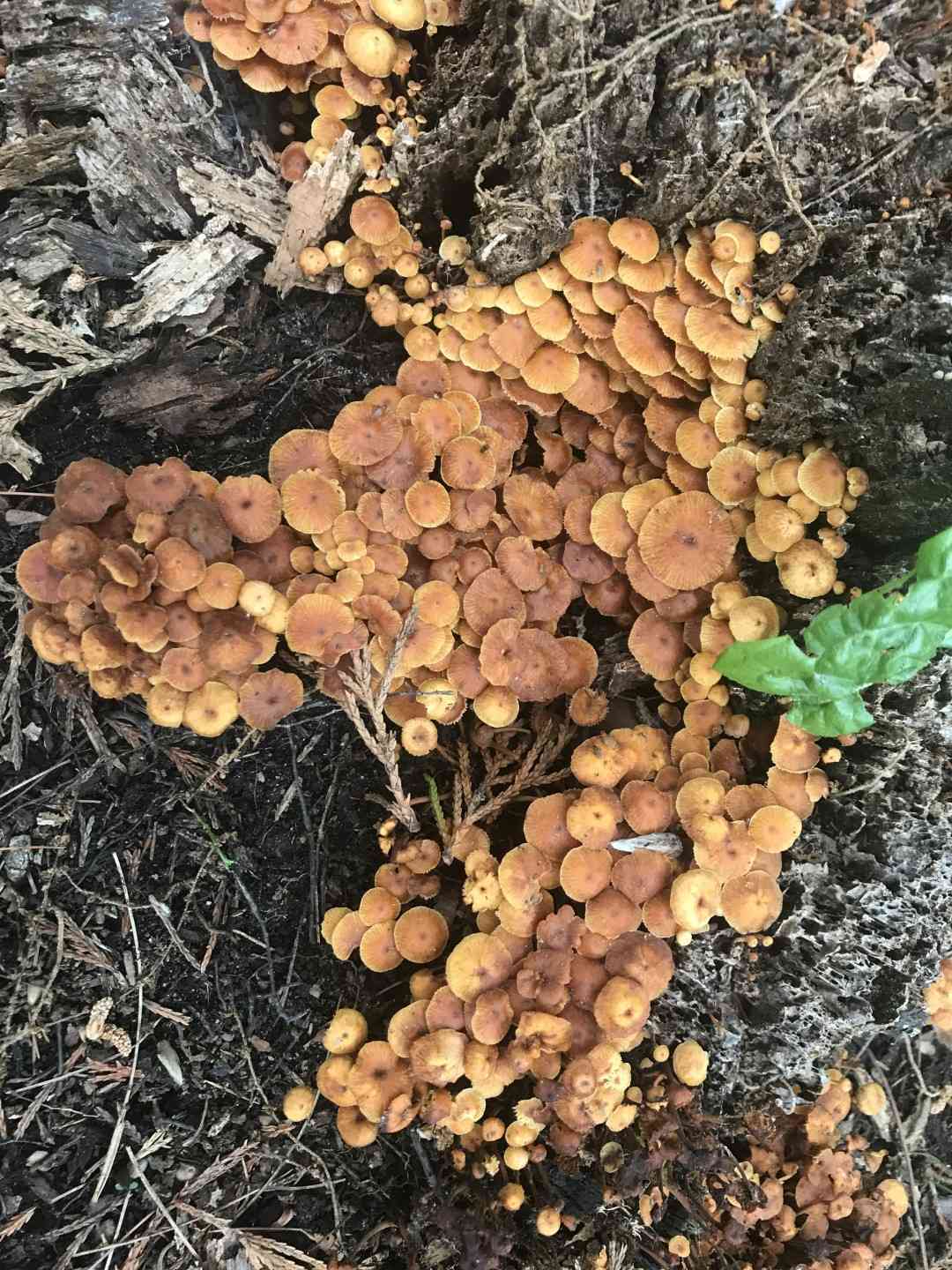 Pinewood gingertail (Xeromphalina campanella) thumbnail 2