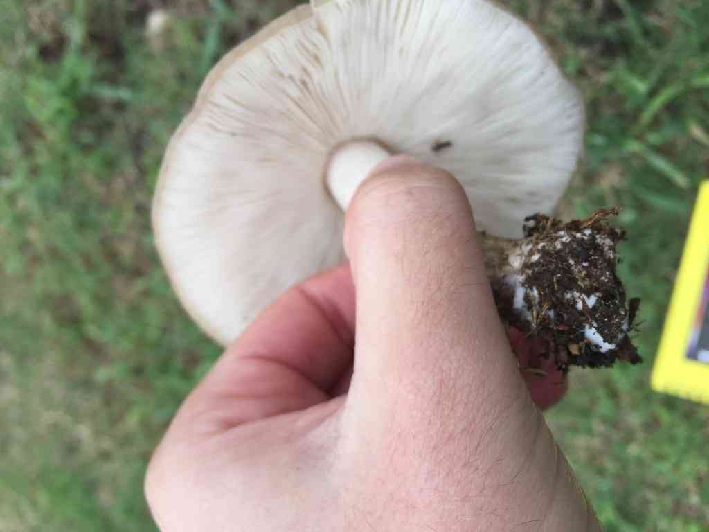 Ghost shield (Pluteus pellitus) thumbnail 2