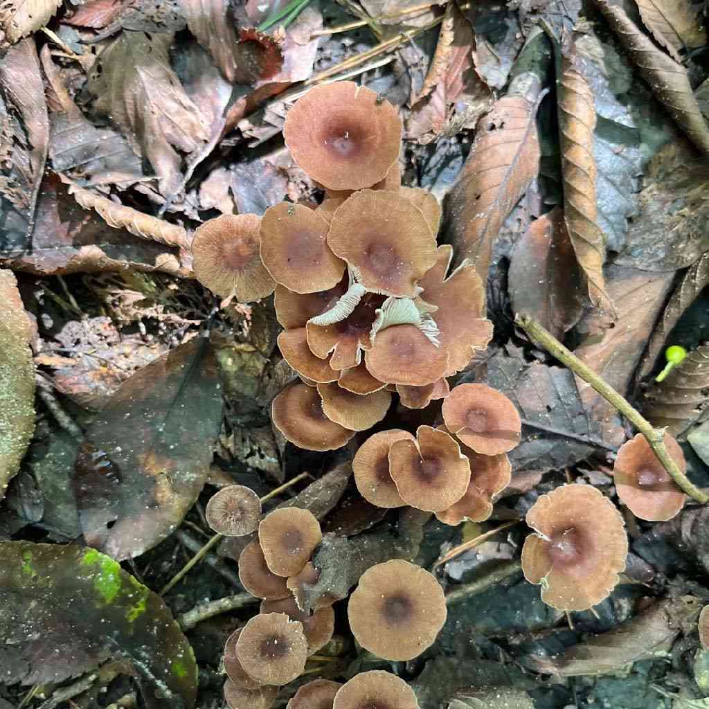 Gymnopus subnudus