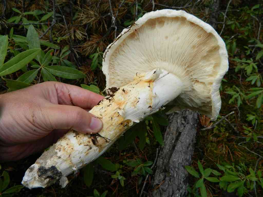 American matsutake (Tricholoma magnivelare) thumbnail 3