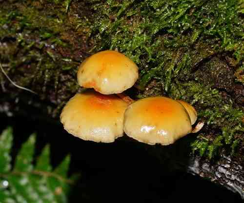 Sulphur tuft (Hypholoma fasciculare) thumbnail 2