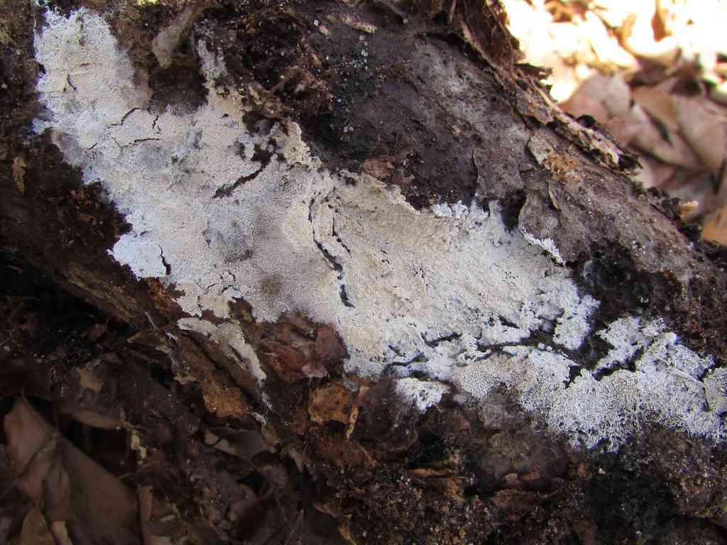 Sistotrema brinkmannii (Sistotrema brinkmannii) thumbnail 3