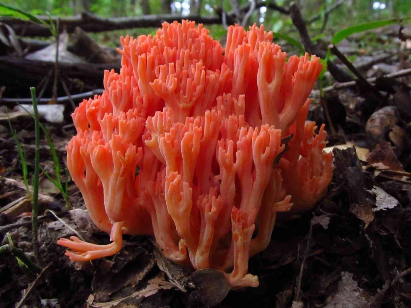 Ramaria subbotrytis (Ramaria subbotrytis) thumbnail 3
