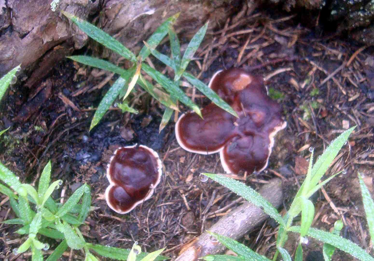Doughnut fungus (Rhizina undulata) thumbnail 3