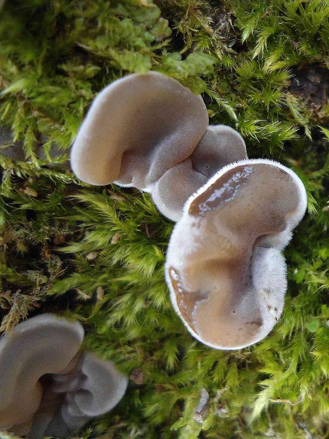 Tripe fungus (Auricularia mesenterica) thumbnail 1