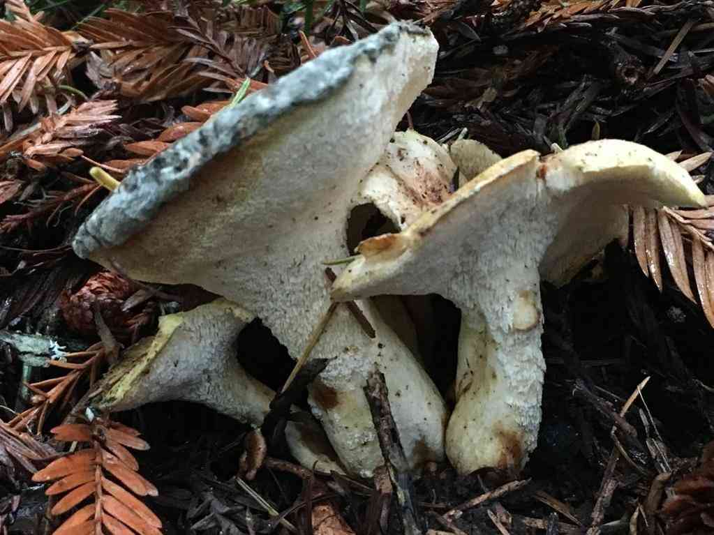 Albatrellus avellaneus (Albatrellus avellaneus) thumbnail 1