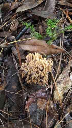 Upright coral (Ramaria stricta) thumbnail 2