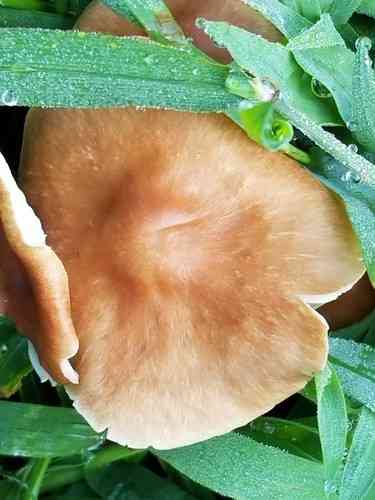 Luxury caps (Gymnopus luxurians) thumbnail 2