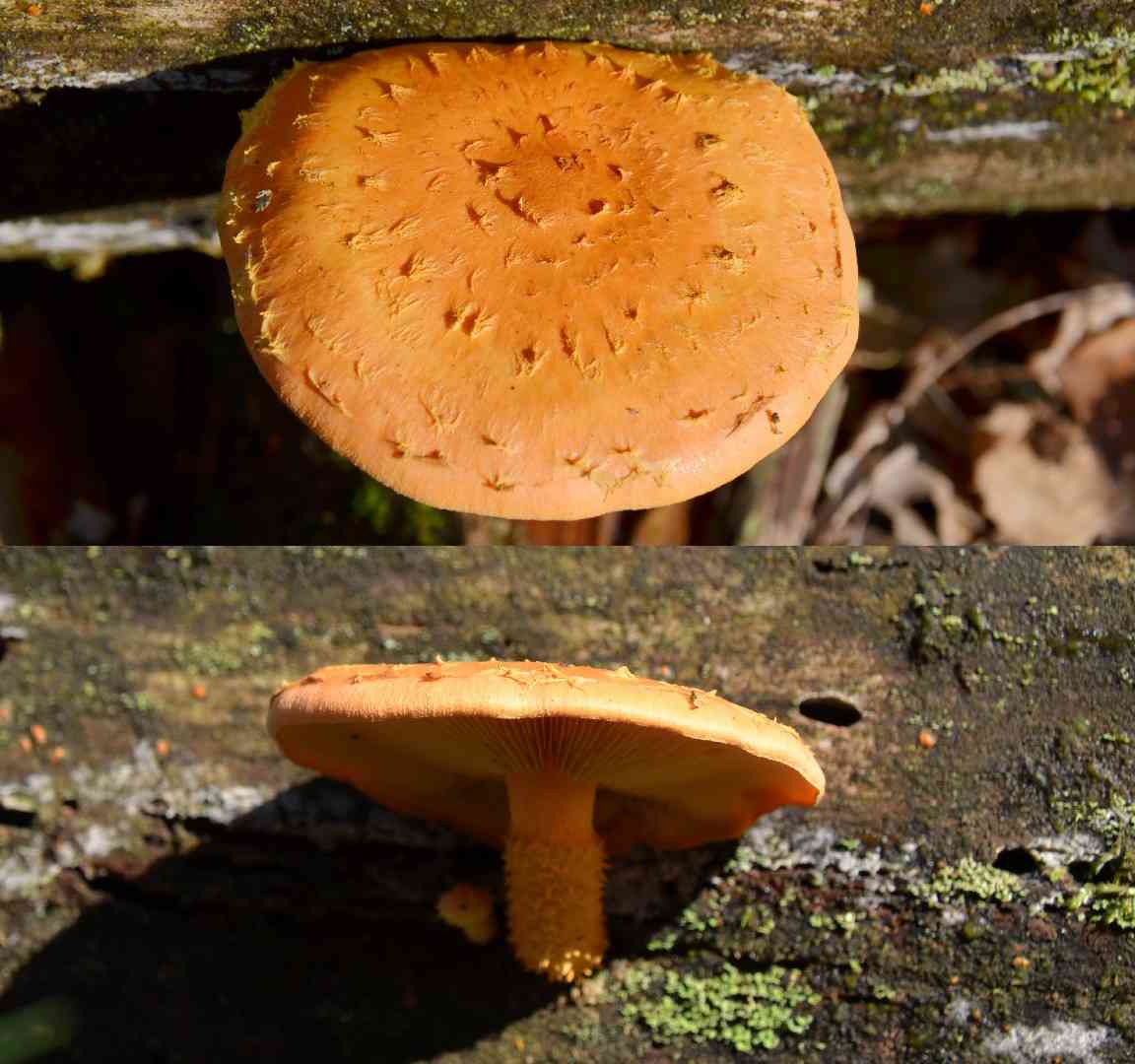 Yellow pholiota (Pholiota flammans) thumbnail 3