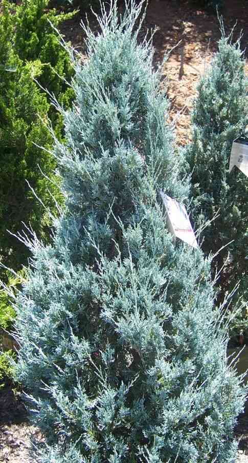 Rocky mountain juniper